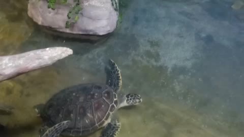 Are these turtles fighting for territory?