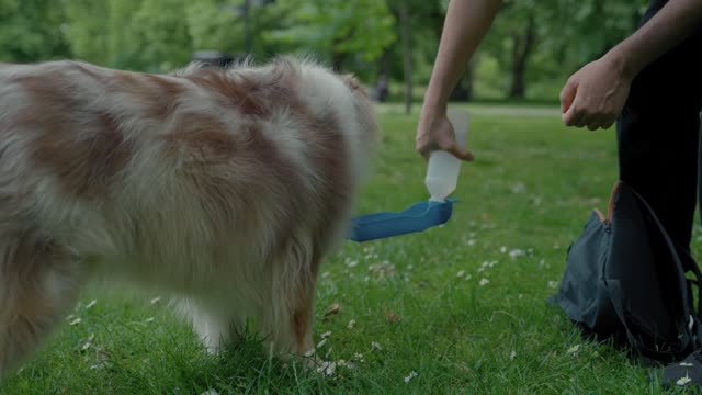 A dog drinks water from a portable pet water bottle.