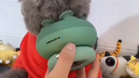 Cute and adorable animal behavior makes anyone happy to see it
