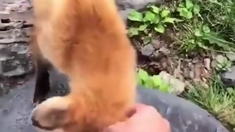 Try Not To Laugh Dogs And Cats 😁 -