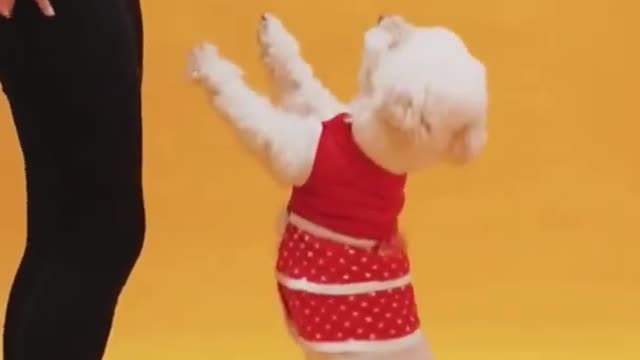 Funny 🐕🐕 Dog dance training short video|Funny dog 🐕🐕 training video|