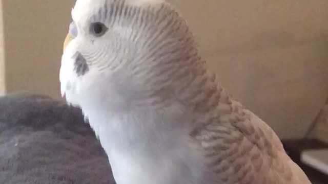 Larry the Happy Parakeet