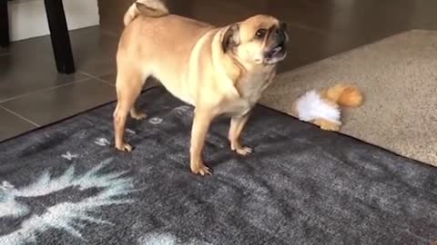 A dog barks a pig