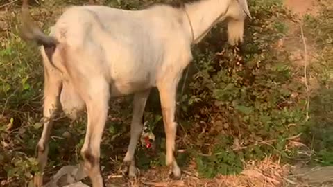 the owner try to help goat3