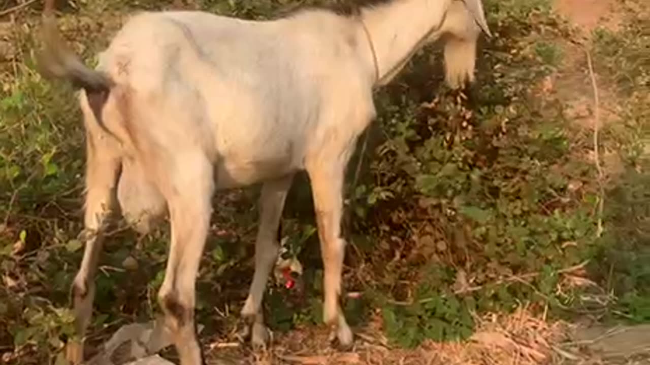 the owner try to help goat3