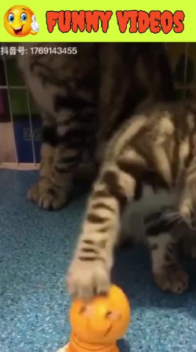 Funny Video 🐶🐱 | Dog & cat funny videos | Funny Cat Dog Reaction Videos | Funny Animals Compilation