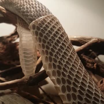 Serpiente mascota cambia de piel en cámara