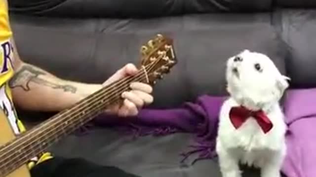 Funny, cute singing dog