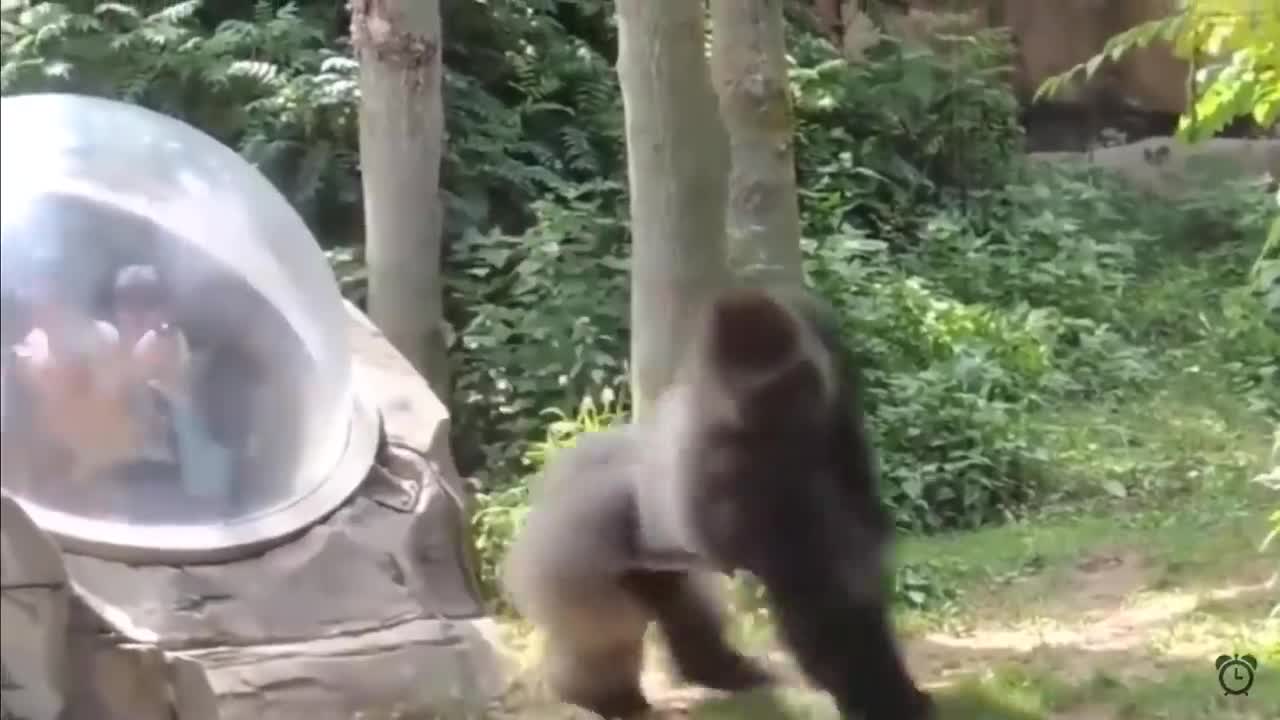 07.ANIMALS VS HUMANS COMPILATION!!!