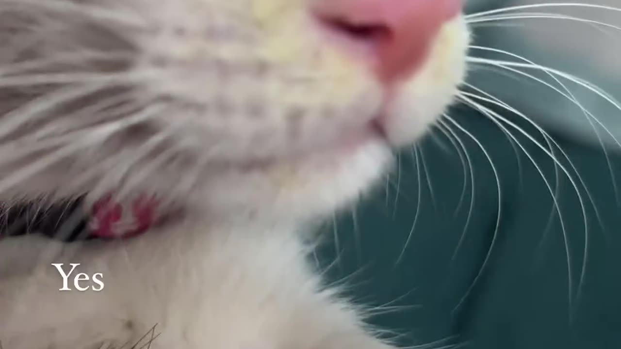 Funny cat's meme 🐾💕