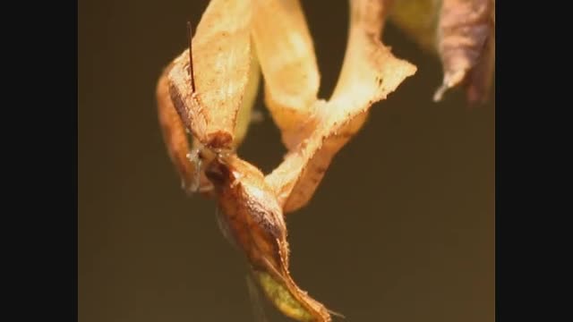 Giant Mantis Making Short Work Of A Cricket.