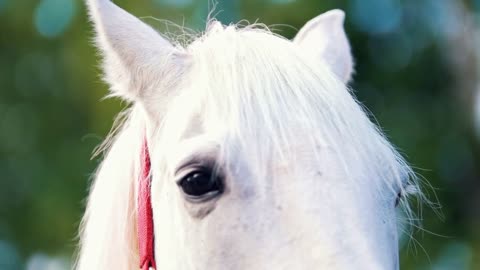 White horse looking to the camera lens