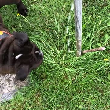 Watch how dog drinks the water