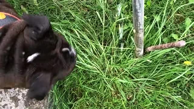 Watch how dog drinks the water