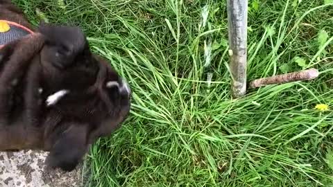 Watch how dog drinks the water