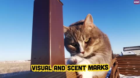 Meaning Behind 14 Strangest Cat Behaviors Jaw Dropping Facts about Cats