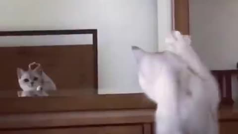 The cat looked in the mirror and found that it had ears