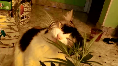 Cannabis Cat