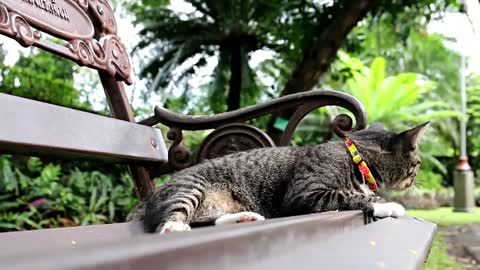 VIDEOS OF CATS WITHOUT COPYRIGHT
