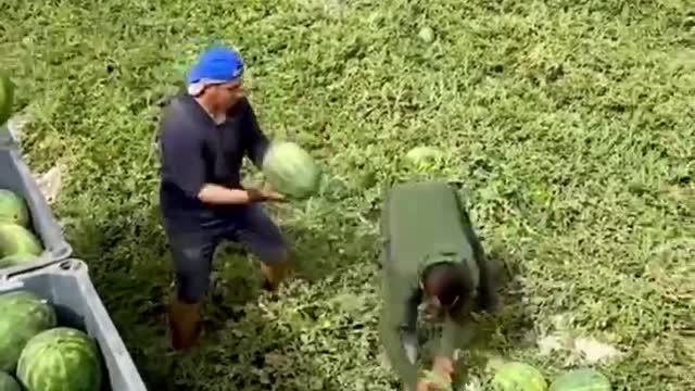 Have You Ever Seen Such Watermelon Picking?