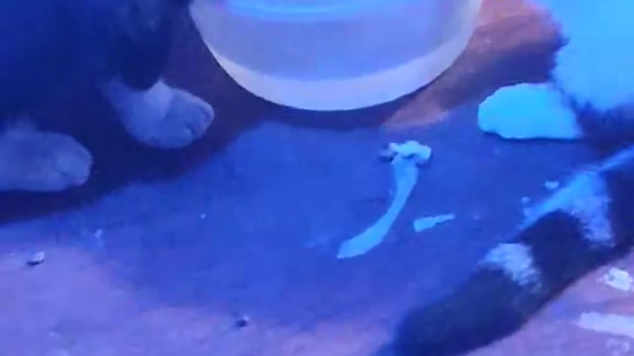 WILLOW REALLY WANTS TO CLEAN JACK