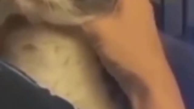 Baby Catsπππ»π»πΊ#shorts #animalsshorts #funnycats