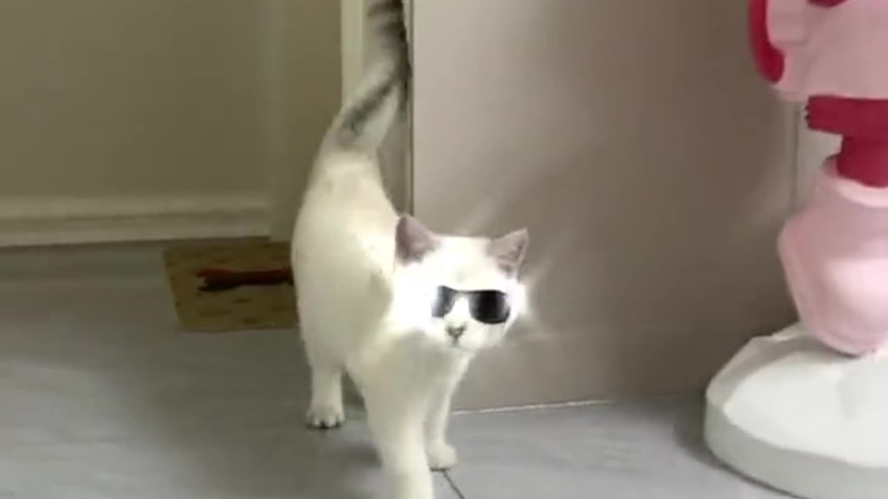 How to make sure cat 🐈 to make sure you are in