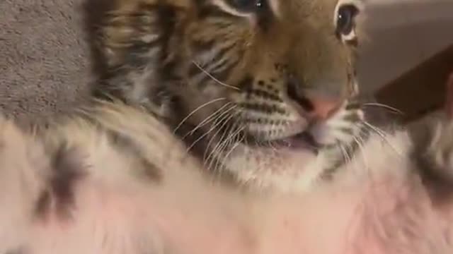 The cat is so cute that it keeps being petted by its owner