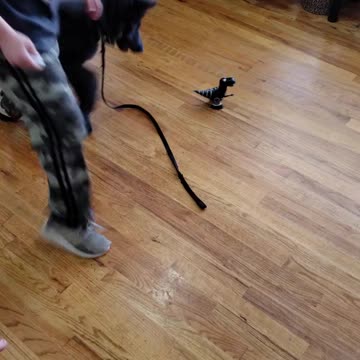 BlueBay Shephard attacking