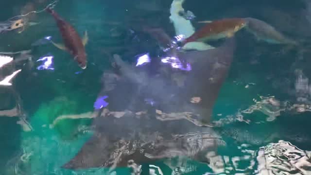 Stingray swimming in the water