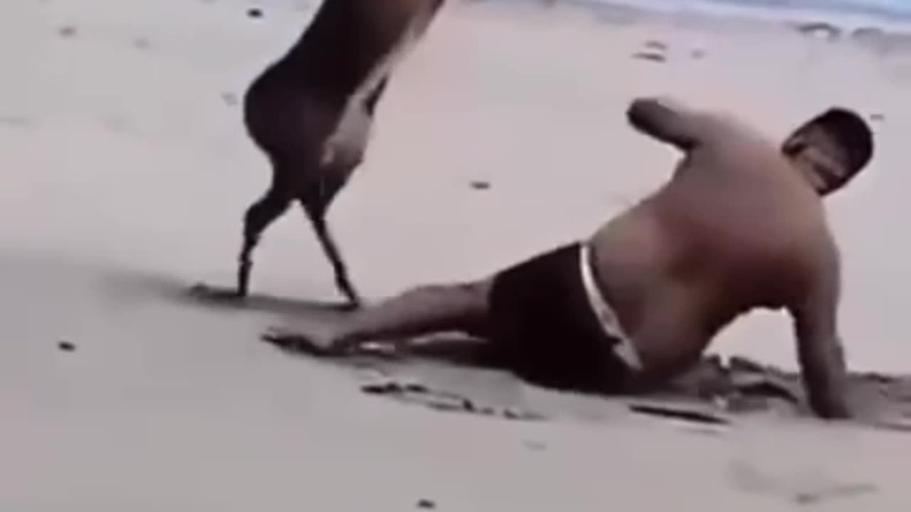 A DOE BEATS UP THE FAT MAN