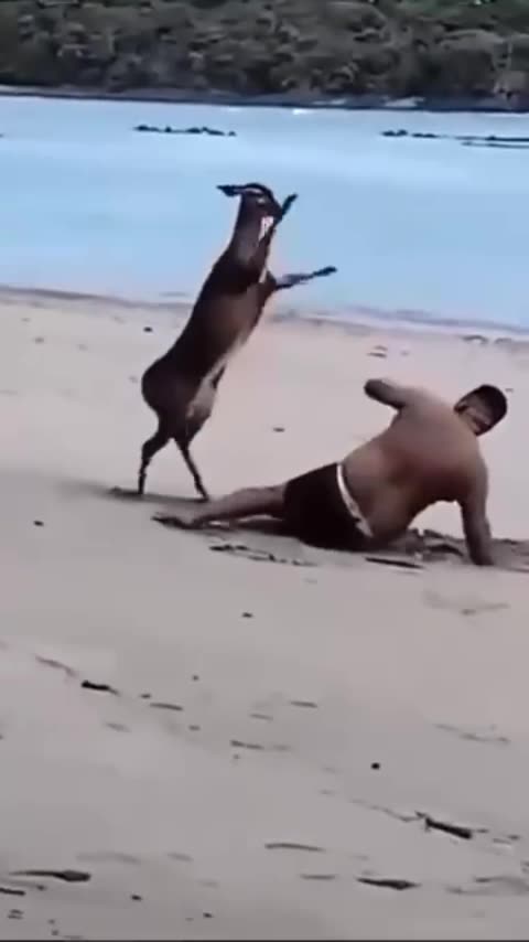 A DOE BEATS UP THE FAT MAN