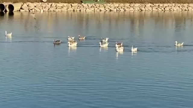 Beautiful view at Khobar Corniche