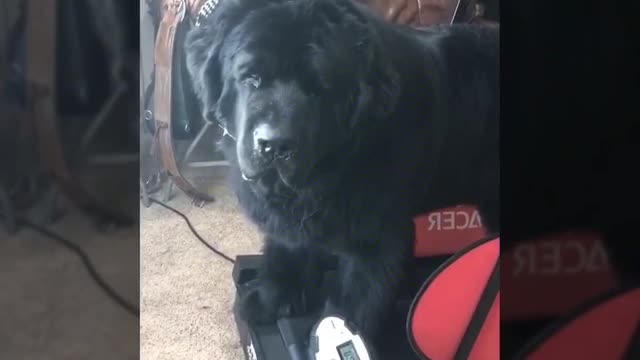 adorable giant dog loves his treadmill