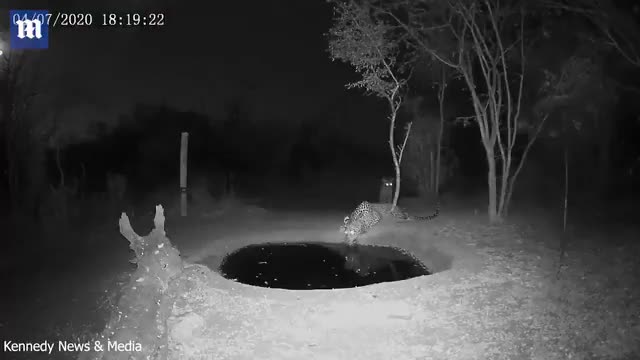A small tiger jumps six feet in the air and kicks a tree