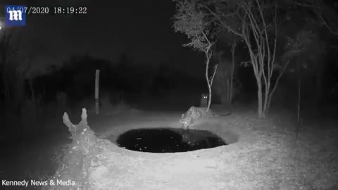 A small tiger jumps six feet in the air and kicks a tree