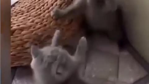 Funny Animal Videos