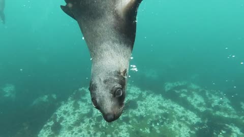 Sea Lion Swimming