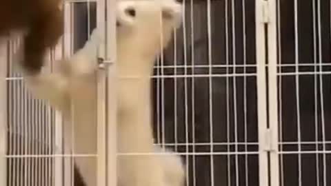 Dogs funny and cats moments