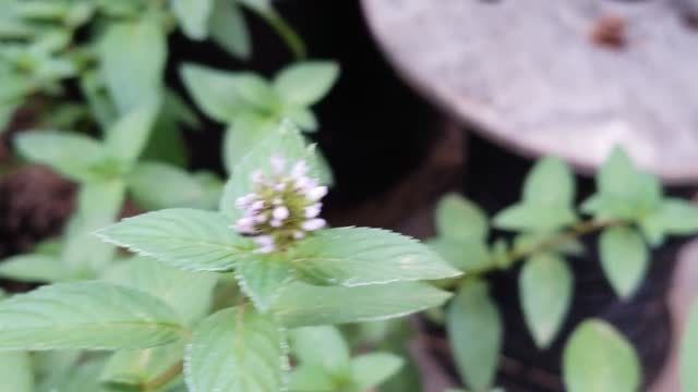 Peppermint - Edible Plant Identification