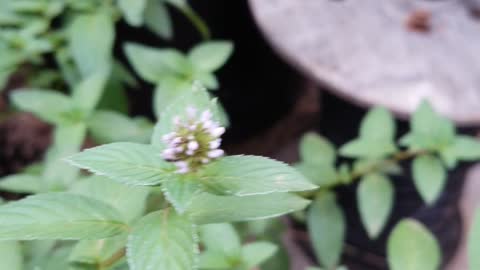 Peppermint - Edible Plant Identification