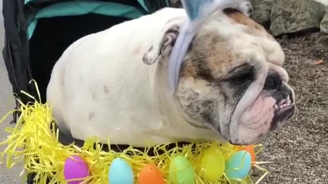 Gunny The Bulldog In His Custom Easter Stroller