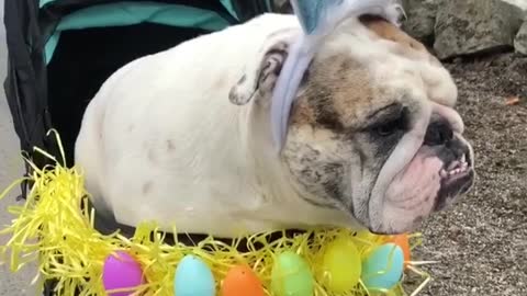 Gunny The Bulldog In His Custom Easter Stroller