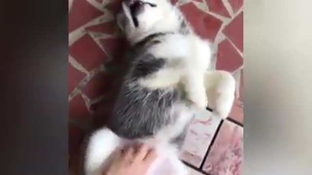 funny husky dogs!! funny moments