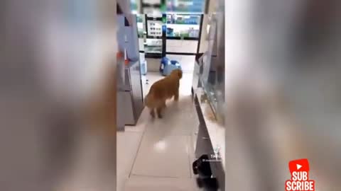 😂try not to laugh😂 funny cute dog ,cute cat and cute puppy moments | tiktok | reels | complication 3