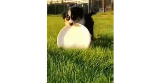 Funny Dogs Videos