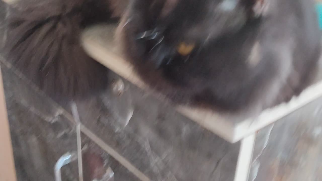 Cat trying to wamating cat are eating there hairs