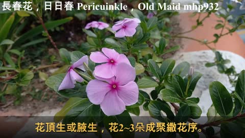 [全株具有毒性] 長春花，日日春 Pericuinkle，Old Maid, mhp932, Dec 2020