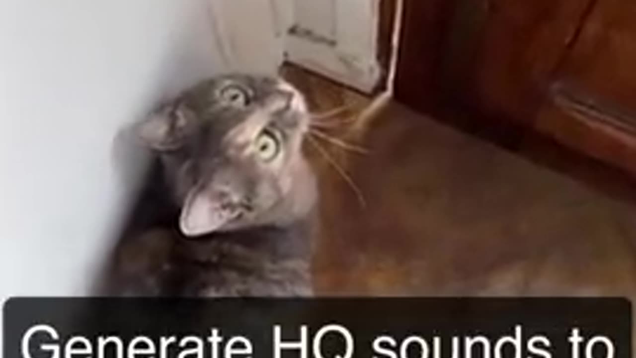 Sound that attract cats - Meow to make cats come to you