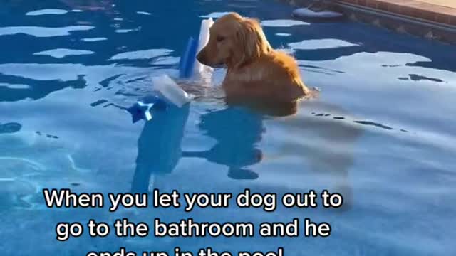 When you let your dog out to go to the bathroom and he ends up in the pool...